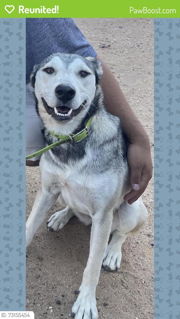 Reunited Female Dog last seen Near 16th St SW, Rio Rancho, NM 87124, USA, Rio Rancho, NM 87124