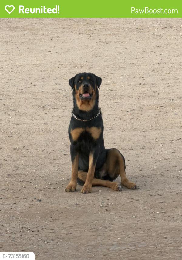 Reunited Male Dog last seen Near 16th St SW, Rio Rancho, NM 87124, USA, Rio Rancho, NM 87124