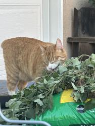 Reunited Male Cat last seen Baylor, San Diego, CA 92115