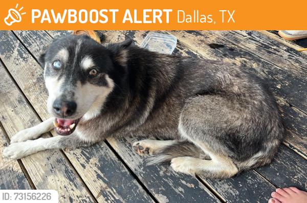 Found/Stray Male Dog last seen Near lasater rd dallas tx, Dallas, TX 75253