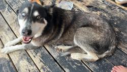 Found/Stray Male Dog last seen Near lasater rd dallas tx, Dallas, TX 75253