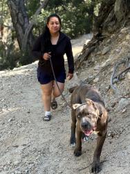 Reunited Male Dog last seen Lower azuza rio hondo la rosa, Temple City, CA 91780