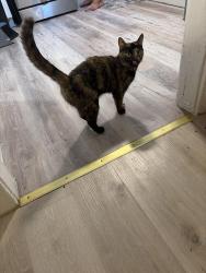 Reunited Female Cat last seen Barranca and avenue 23, Los Angeles, CA 90031