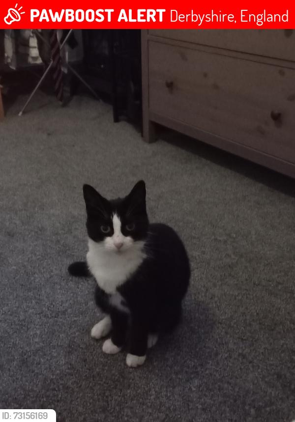 Lost Male Cat last seen High Street West, Derbyshire, England 