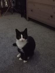 Lost Male Cat last seen High Street West, Derbyshire, England 
