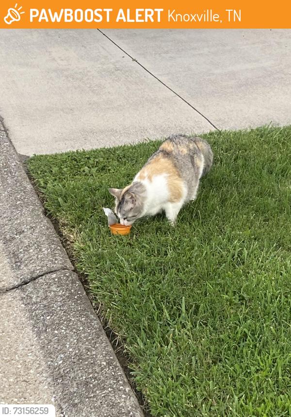 Found/Stray Unknown Cat last seen Highland Drive, Knoxville, TN 37912