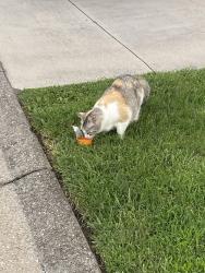 Found/Stray Unknown Cat last seen Highland Drive, Knoxville, TN 37912