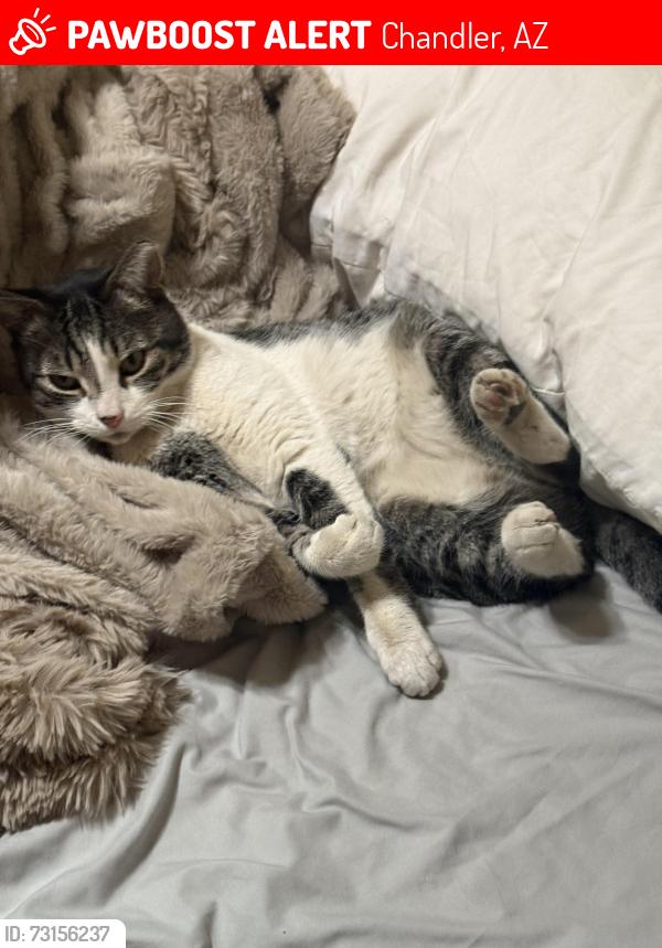 Lost Male Cat last seen Greenfield and Warner, Chandler, AZ 85226