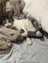 Lost Male Cat last seen Greenfield and Warner, Chandler, AZ 85226