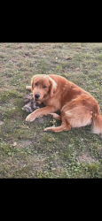 Reunited Male Dog last seen Dequindre Rd, Shelby Township, MI, USA, Shelby Township, MI 48308