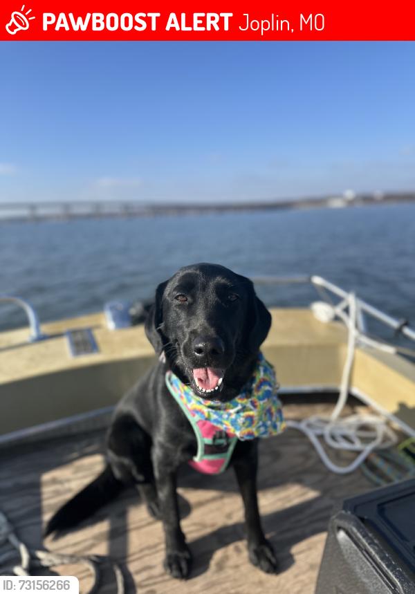 Lost Female Dog last seen Greenwood Drive, JOPLIN, MO, Joplin, MO 64804