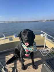 Lost Female Dog last seen Greenwood Drive, JOPLIN, MO, Joplin, MO 64804