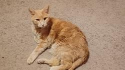 Reunited Male Cat last seen McLaughlin Road and Maybeck View, Peyton, CO 80831