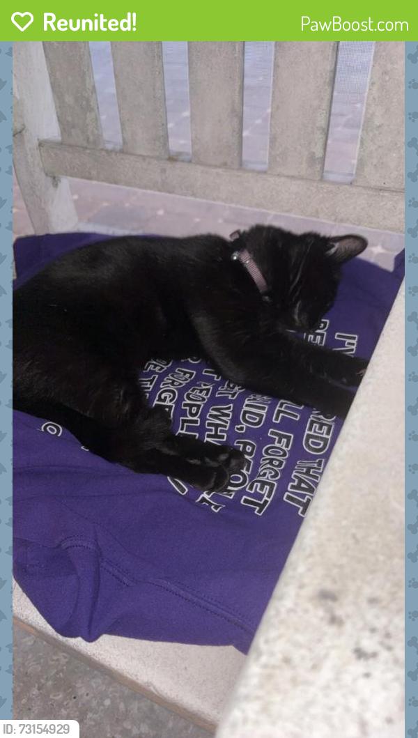 Reunited Female Cat last seen Near 61st Dr E Bradenton Fl 34203, Bradenton, FL 34203