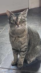 Found/Stray Female Cat last seen Country West Subdivision, Cheyenne, WY 82007