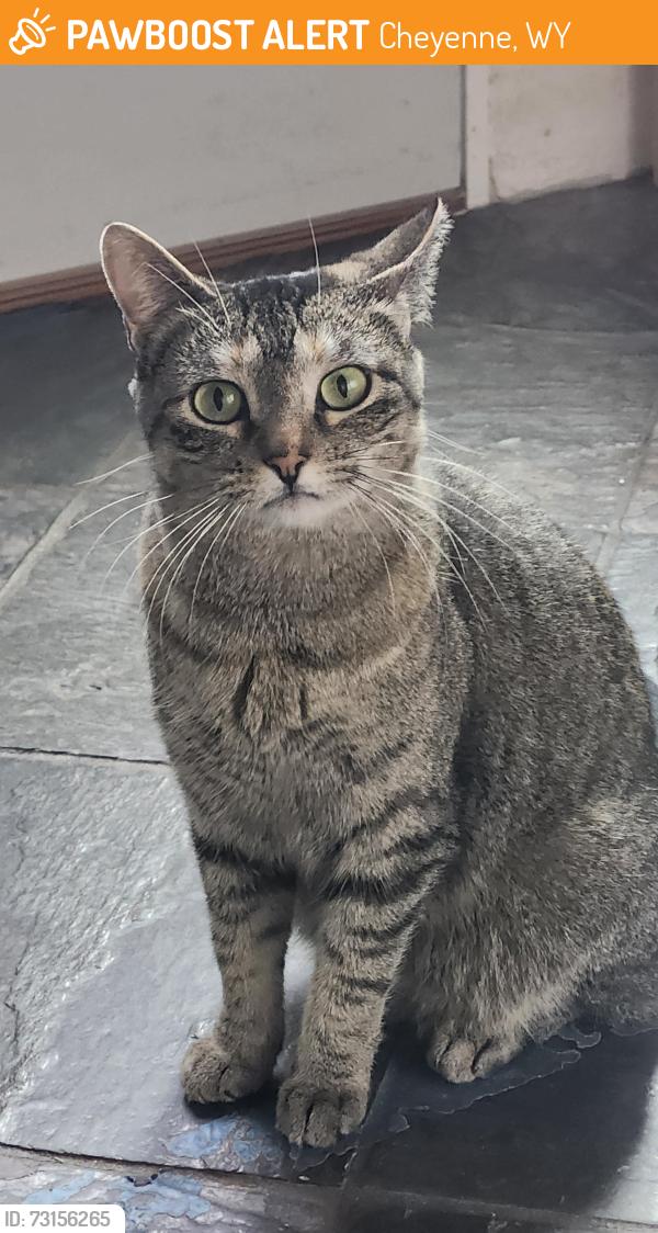 Found/Stray Female Cat last seen Country West Subdivision, Cheyenne, WY 82007