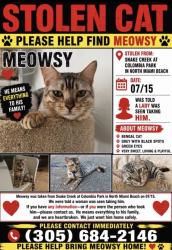 Lost Male Cat last seen Snake creek canal, North Miami Beach, FL 33162