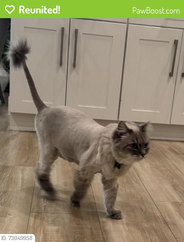 Reunited Male Cat last seen Oak Ridge Dr street in Roseville 95661 with Coloma, Roseville, CA 95661
