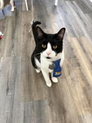 Lost Male Cat last seen The flts At 1500, Conyers, GA 30012