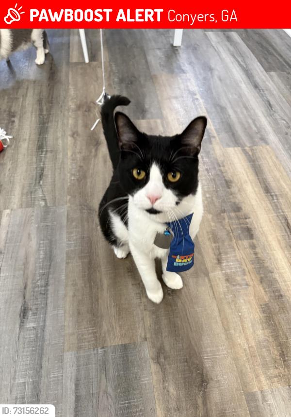 Lost Male Cat last seen The flts At 1500, Conyers, GA 30012