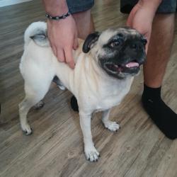 Found/Stray Male Dog last seen Planz & Union, Bakersfield, CA 93313