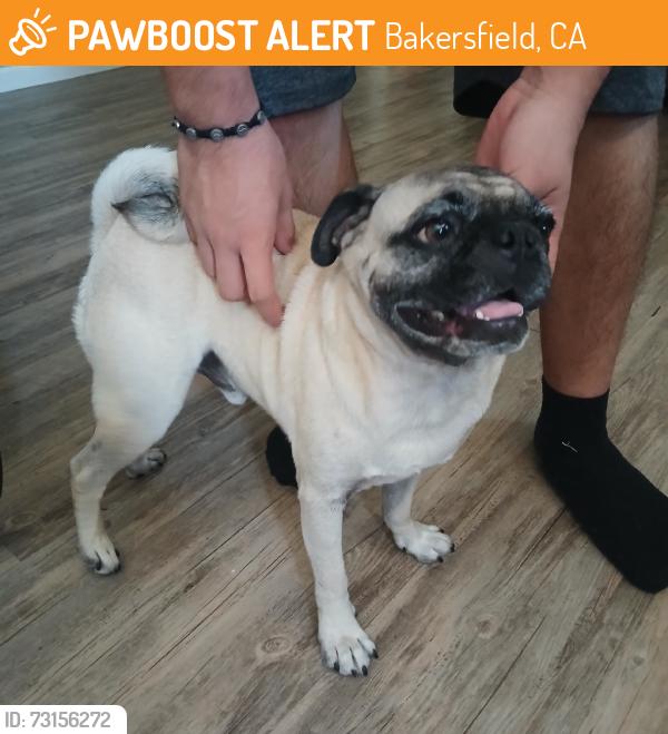 Found/Stray Male Dog last seen Planz & Union, Bakersfield, CA 93313