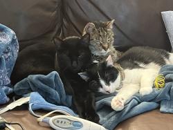 Reunited Male Cat last seen Belmont Lane, Chanhassen, MN 55317