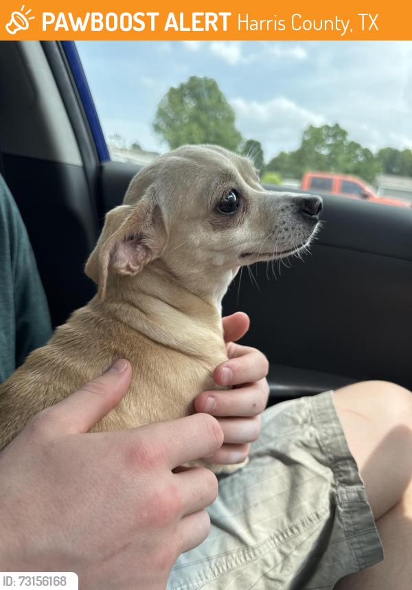 Found/Stray Female Dog last seen On Juniper Ridge, Harris County, TX 77375