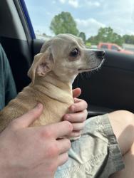 Found/Stray Female Dog last seen On Juniper Ridge, Harris County, TX 77375