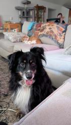 Reunited Female Dog last seen Robert’s lane and hibriten mountain road, Lenoir, NC 28645