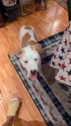 Reunited Male Dog last seen MONONGAHELA bridge, Monongahela, PA 15063