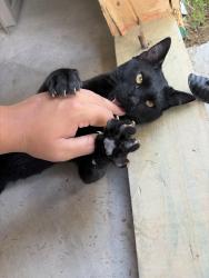 Found/Stray Male Cat last seen Desert Dunes Drive, El Paso, TX 79938