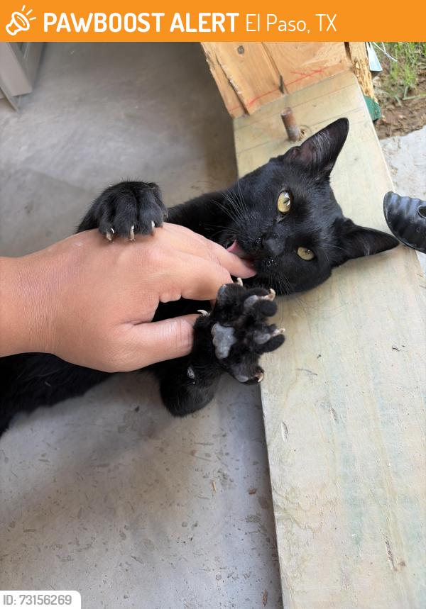Found/Stray Male Cat last seen Desert Dunes Drive, El Paso, TX 79938