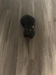 Lost Male Cat last seen The flts at 1500, Conyers, GA 30012