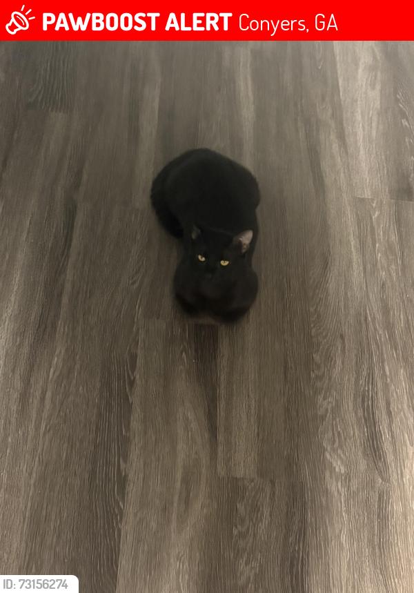 Lost Male Cat last seen The flts at 1500, Conyers, GA 30012