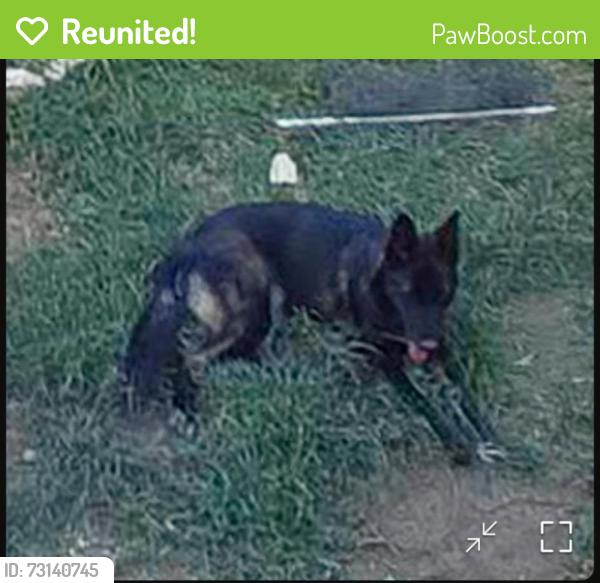 Reunited Female Dog last seen Glasgow Dr & Orkney, San Antonio, TX 78223, USA, San Antonio, TX 78223