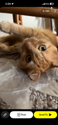 Lost Female Cat last seen Vera apmts off of 18th street, Vancouver, WA 98661