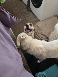 Reunited Female Dog last seen Frienza Ave & Glenrose Ave, Sacramento, CA 95815