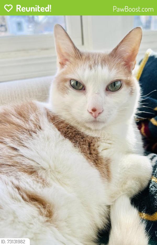 Reunited Male Cat last seen Near cross street Anoka, Anoka, MN 55303