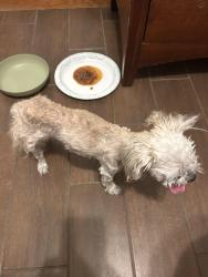 Reunited Female Dog last seen Longmire & Treehouse, College Station, TX 77845
