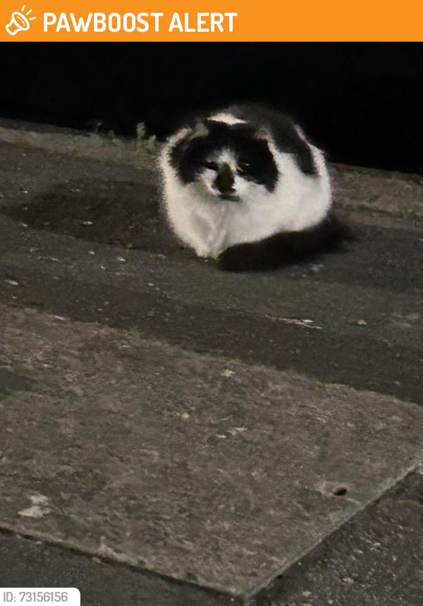Found/Stray Unknown Cat last seen In the car park leading to 52, 20, and 40, saw the cat infront of hse 36, Shoeburyness, England 