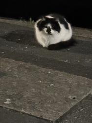 Found/Stray Unknown Cat last seen In the car park leading to 52, 20, and 40, saw the cat infront of hse 36, Shoeburyness, England 