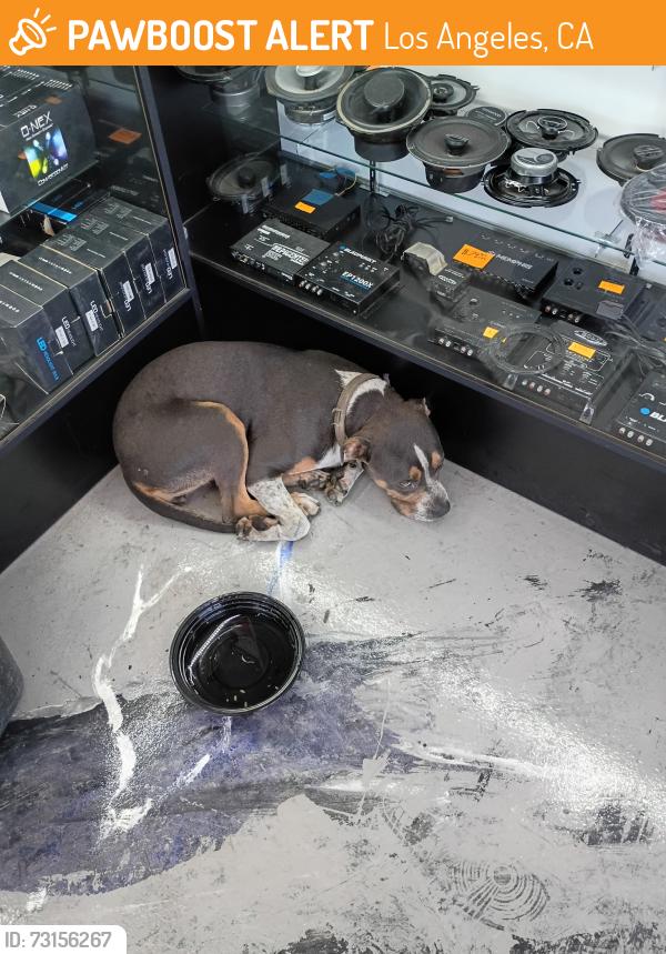 Found/Stray Unknown Dog last seen Florence and Alameda, Los Angeles, CA 90001