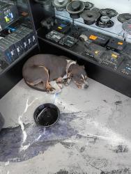 Found/Stray Unknown Dog last seen Florence and Alameda, Los Angeles, CA 90001