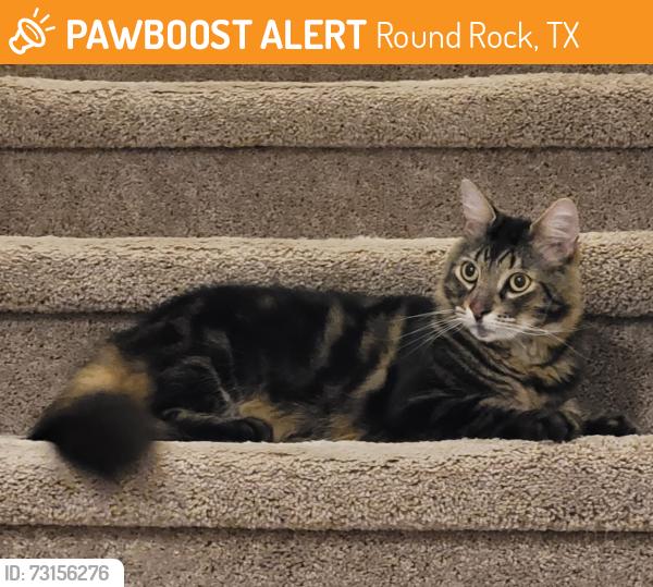 Found/Stray Male Cat last seen Terrier Cove, Round Rock, TX 78664, Round Rock, TX 78664