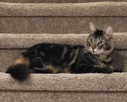 Found/Stray Male Cat last seen Terrier Cove, Round Rock, TX 78664, Round Rock, TX 78664