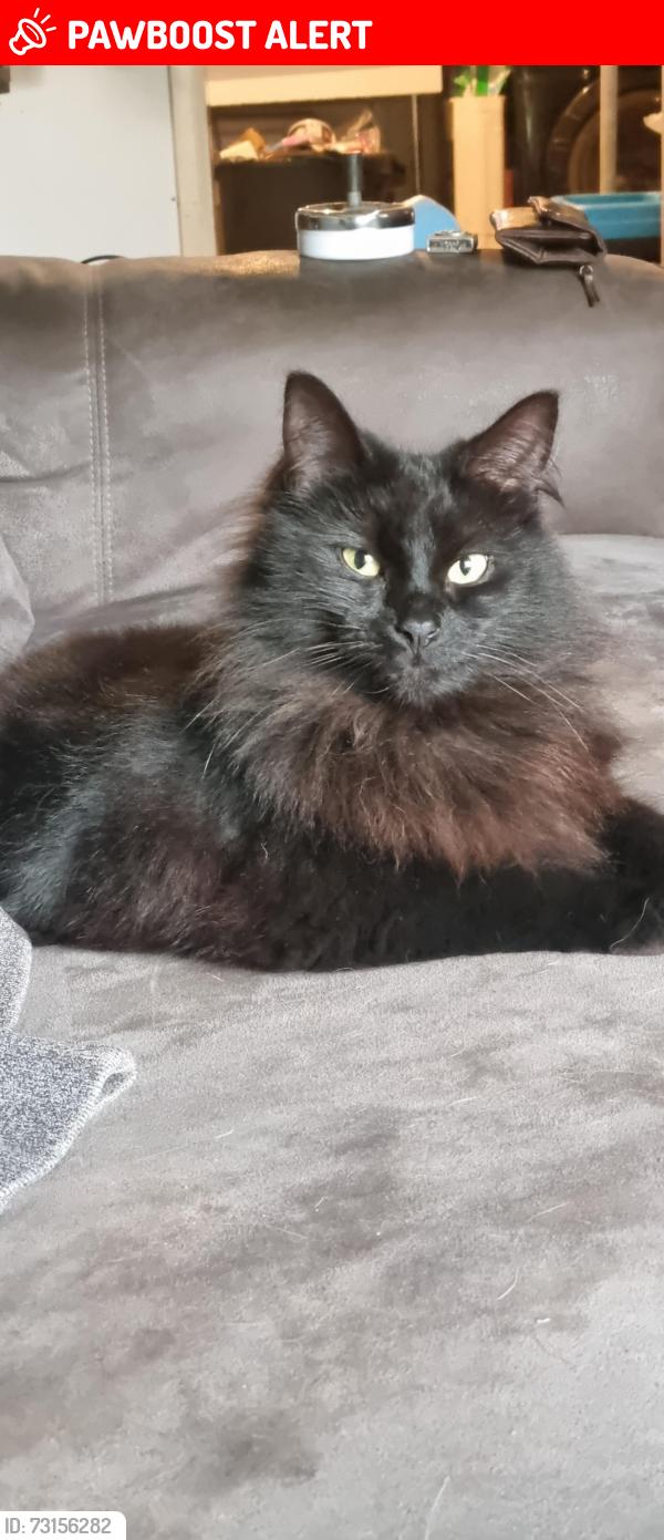 Lost Female Cat last seen Brigstock Road, neighbour garden next to Stretham rugby club, Greater London, England 
