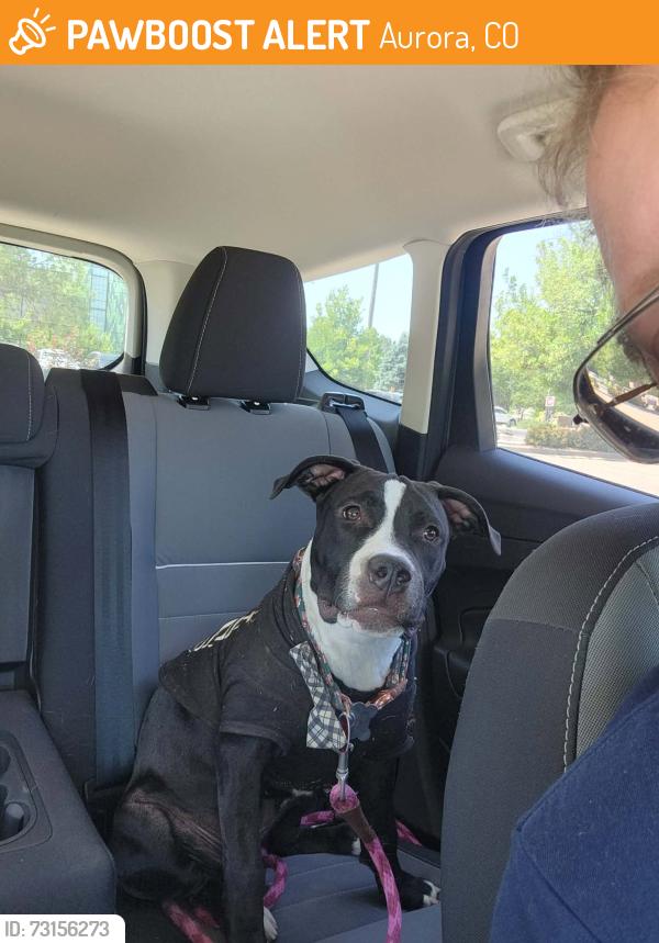 Found/Stray Female Dog last seen Rocky Mountain Prep Fletcher Elementary Charter School near Stanley Marketplace, Aurora, CO 80010