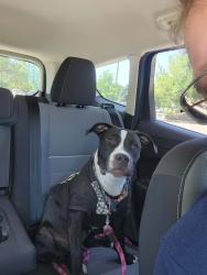 Found/Stray Female Dog last seen Rocky Mountain Prep Fletcher Elementary Charter School near Stanley Marketplace, Aurora, CO 80010