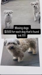 Lost Male Dog last seen Norwalk 57th st, Norwalk, CA 90650